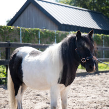 Load image into Gallery viewer, Zyara multi cavesson sidepull bridle rosegold black on a mini shetland pony