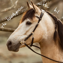 Afbeelding in Gallery-weergave laden, Rosie hackamore black rosegold on a horse's head showcasing its adjustable design and elegant rose gold details.