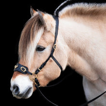 Load image into Gallery viewer, James hackamore gold