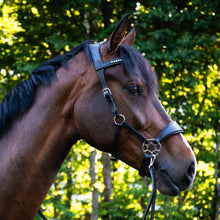 Load image into Gallery viewer, Cody hackamore black + brown