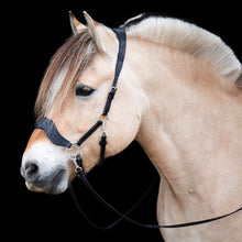 Load image into Gallery viewer, Limited edition hackamore