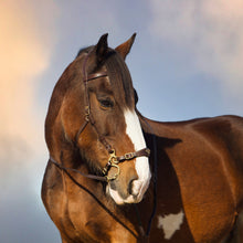 Load image into Gallery viewer, Imperial hackamore black silver + brown gold