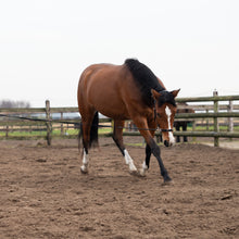 Load image into Gallery viewer, Zyara multi cavesson bridle rosegold black + brown on a horse during groundwork in an arena.