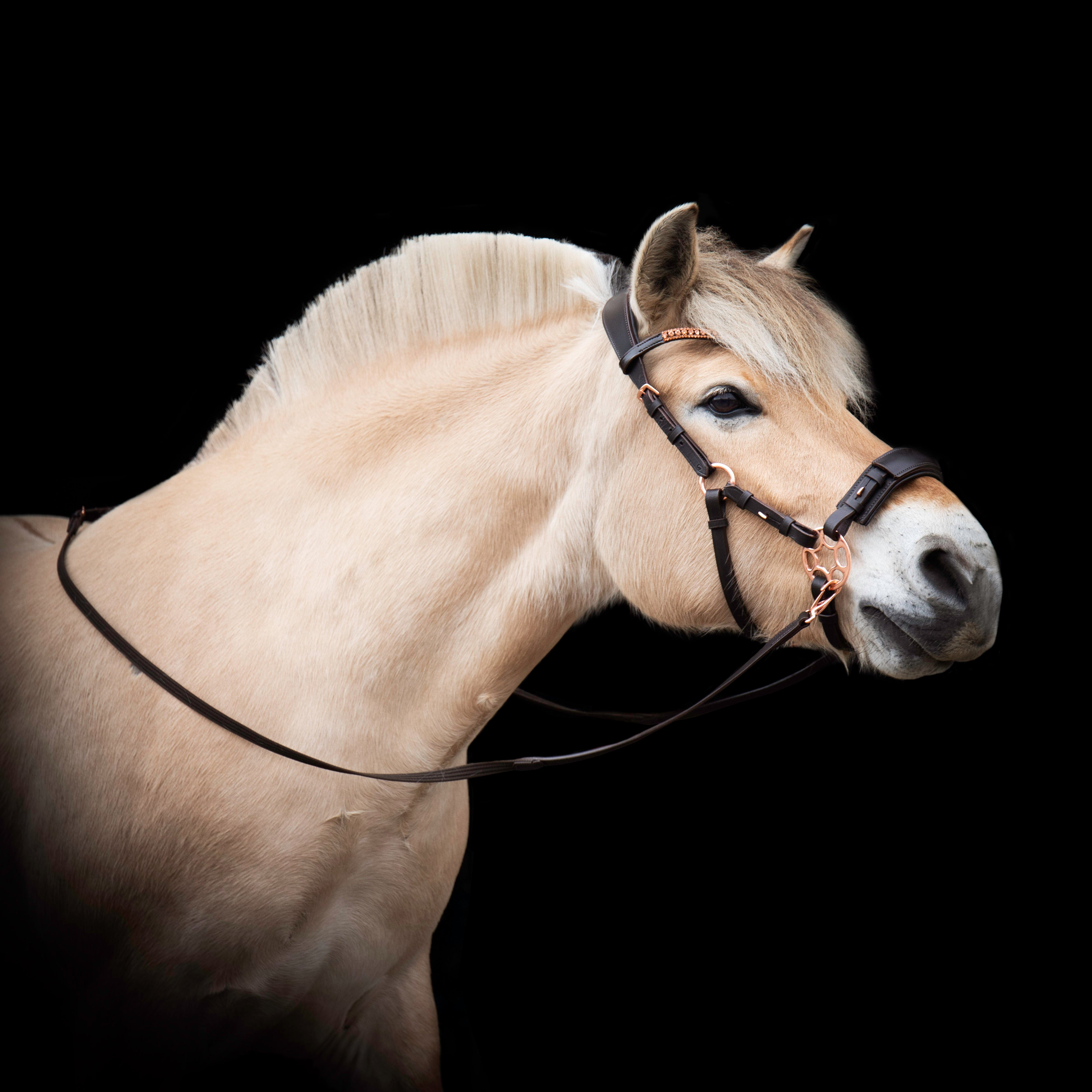 Lippo Hackamore Bridle from Källquist Equestrian - Black Lippo Hackamore Bridle from Källquist Equestrian - Black