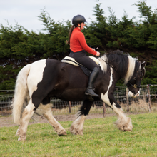 Load image into Gallery viewer, bitless ster hackamore star hackamore anatomical shaped anatomisch hoofdstel bitloos clip teugels goud zwart