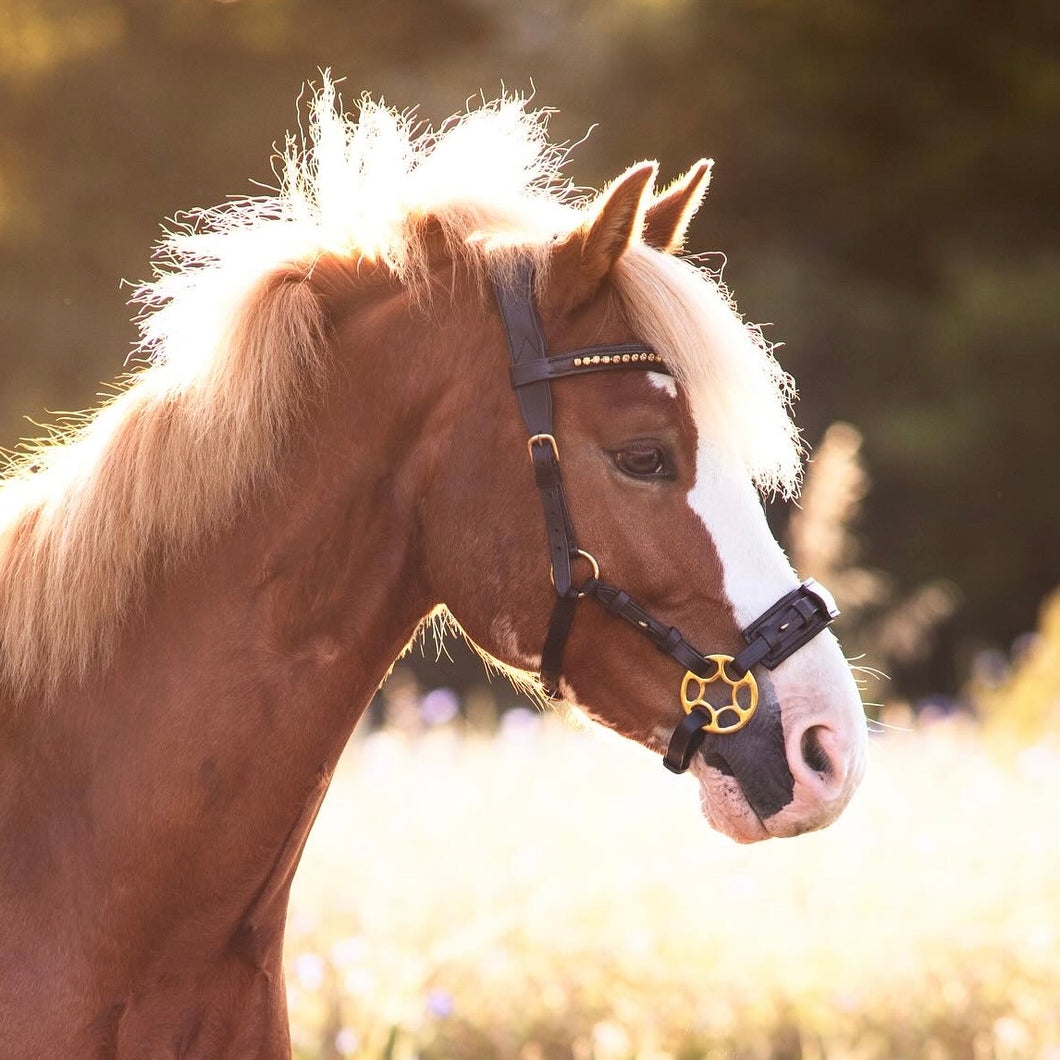 Padar Hackamore pony/cob