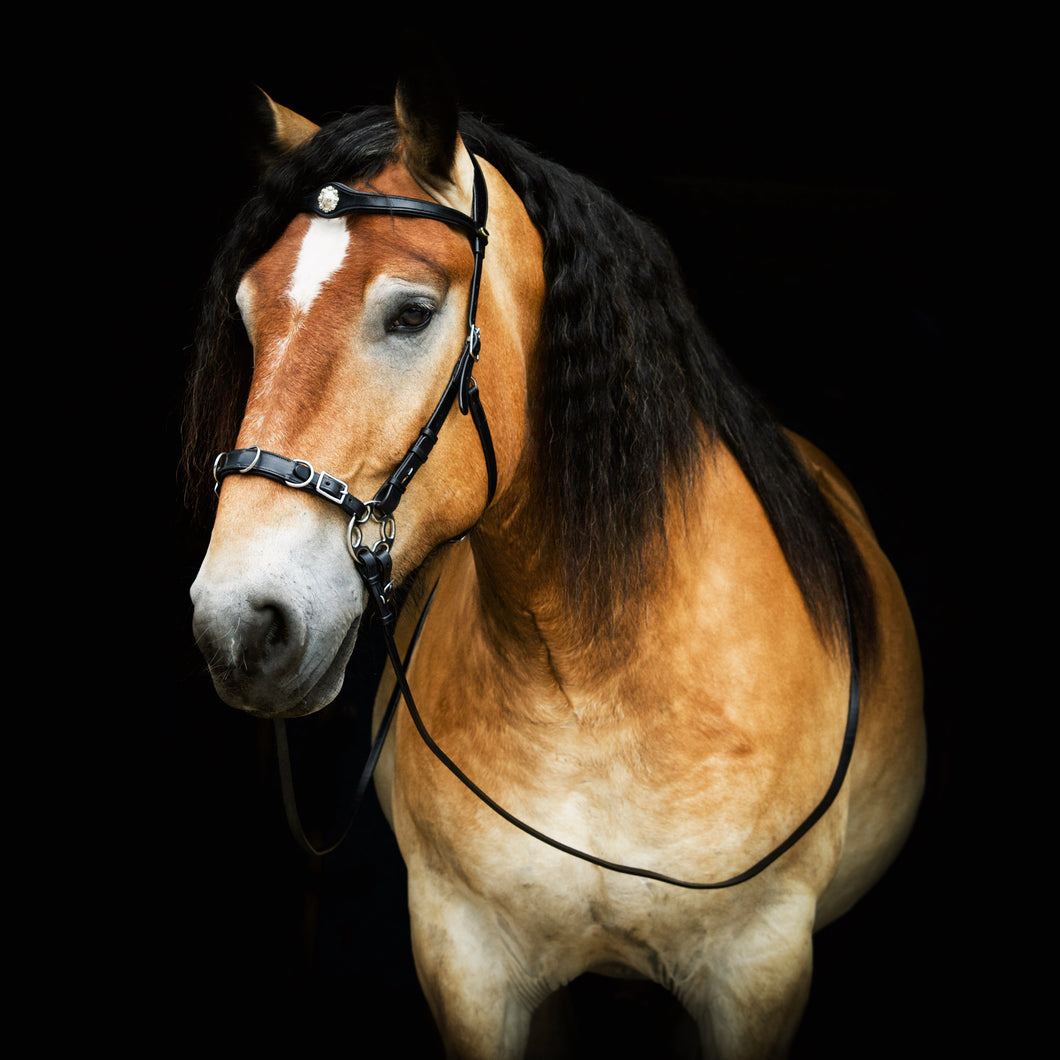 Caval cavemore bridle black