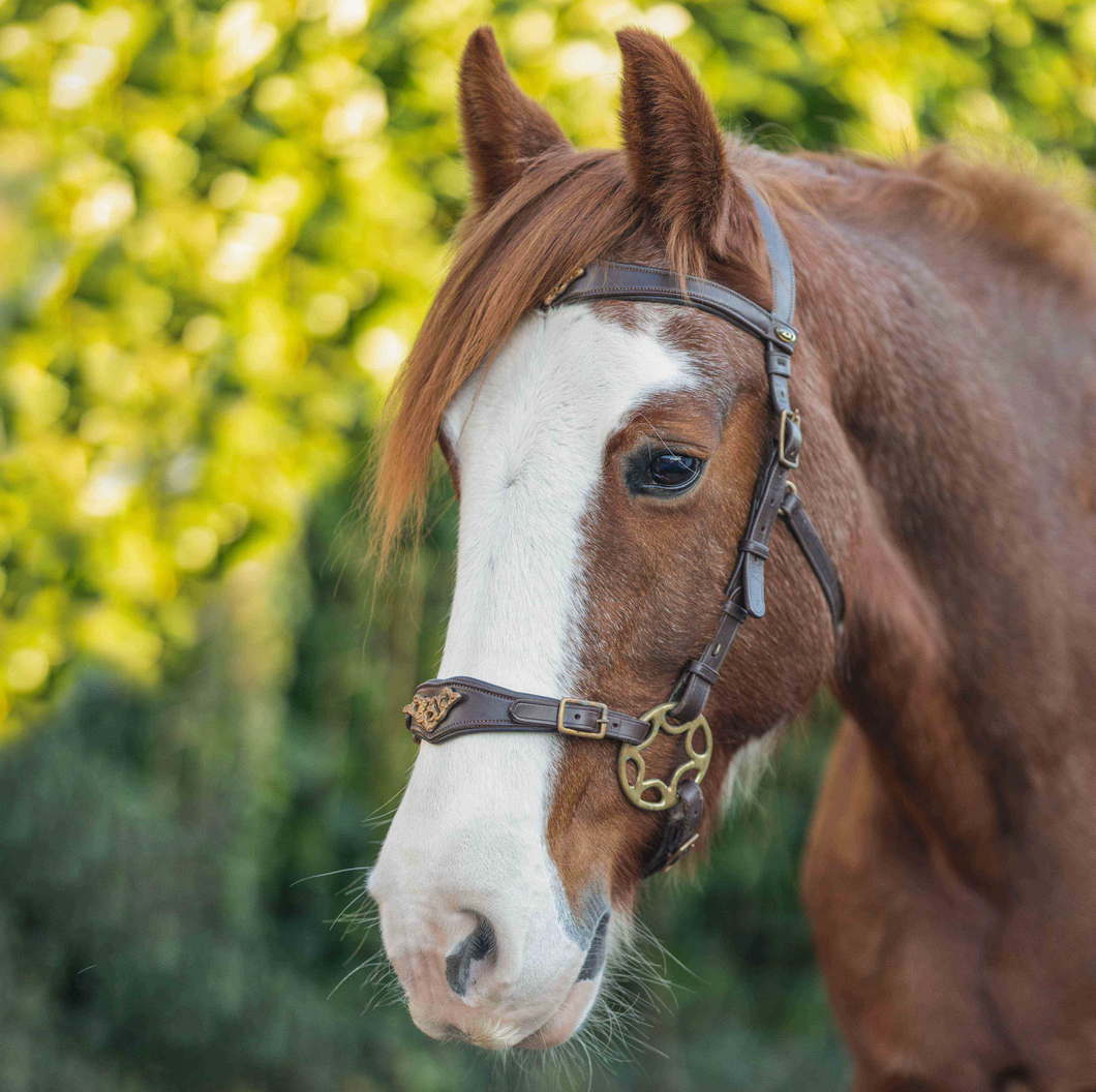 Imperial brown cob with star shanks