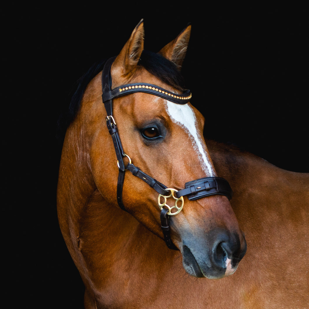 Padar hackamore gold black + brown