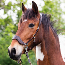 Load image into Gallery viewer, Limited edition hackamore
