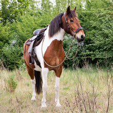 Load image into Gallery viewer, Limited edition hackamore
