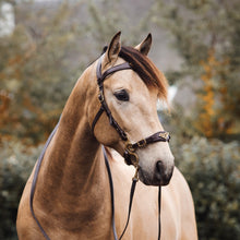 Load image into Gallery viewer, Imperial hackamore brown gold
