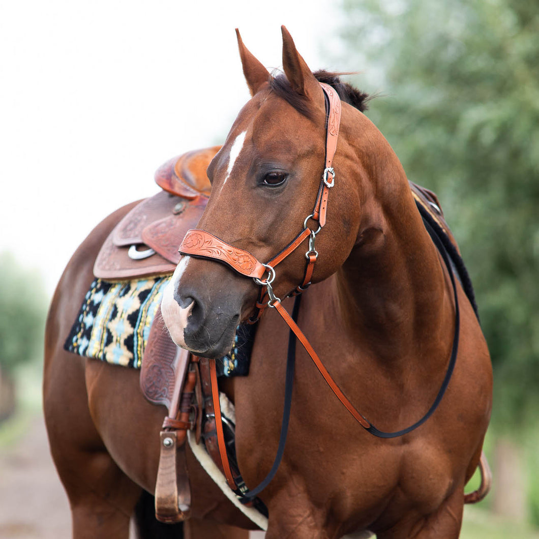 Havana hackamore cognac cob