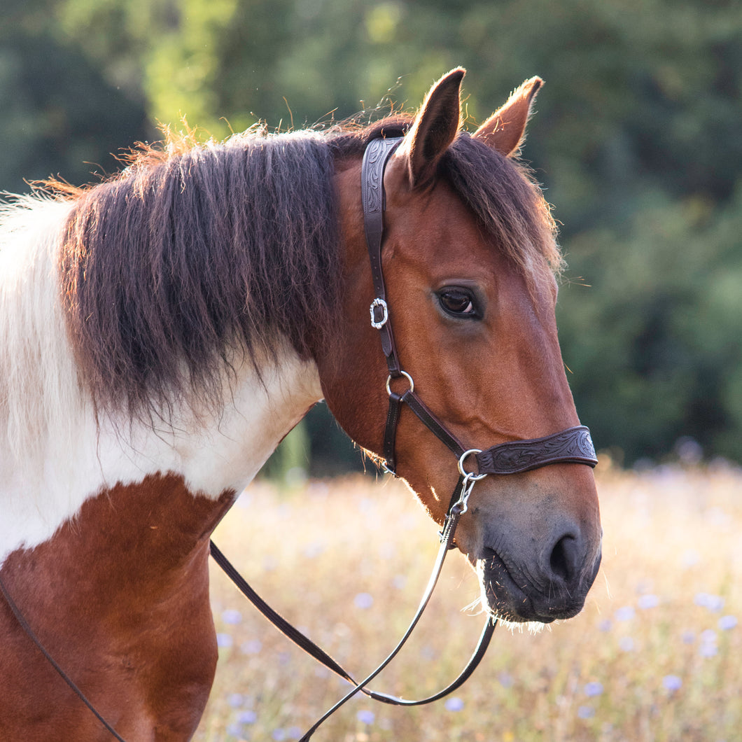 Havana 2.0 western sidepull