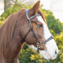 Load image into Gallery viewer, Imperial hackamore brown gold
