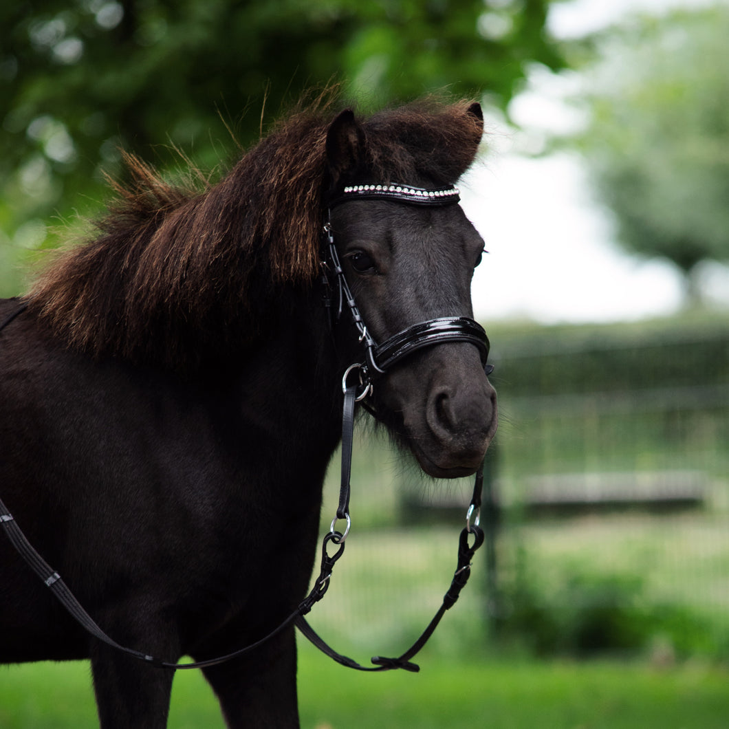 Blossom cheek cross mini shetty