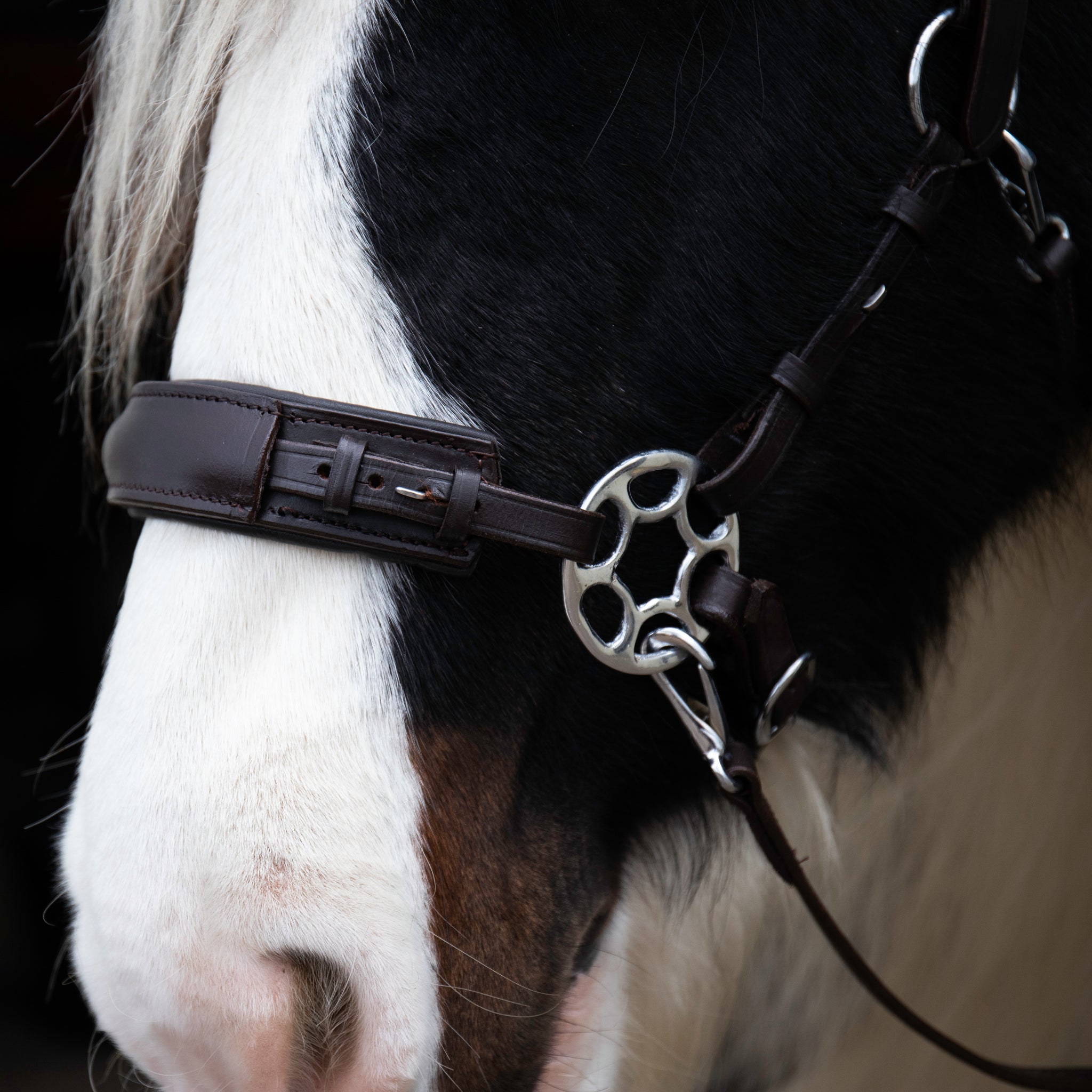 Tico hackamore brown