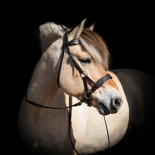 sidepull, bitloos, western, hoofdstel, reining, bruin, bitless, bridle, sidepull bridle